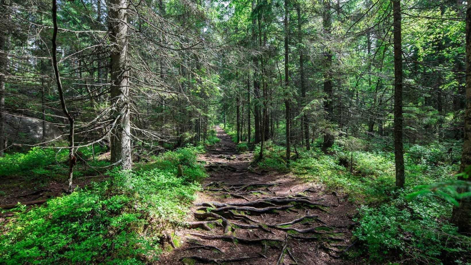 Nuuksio National Park in Finland