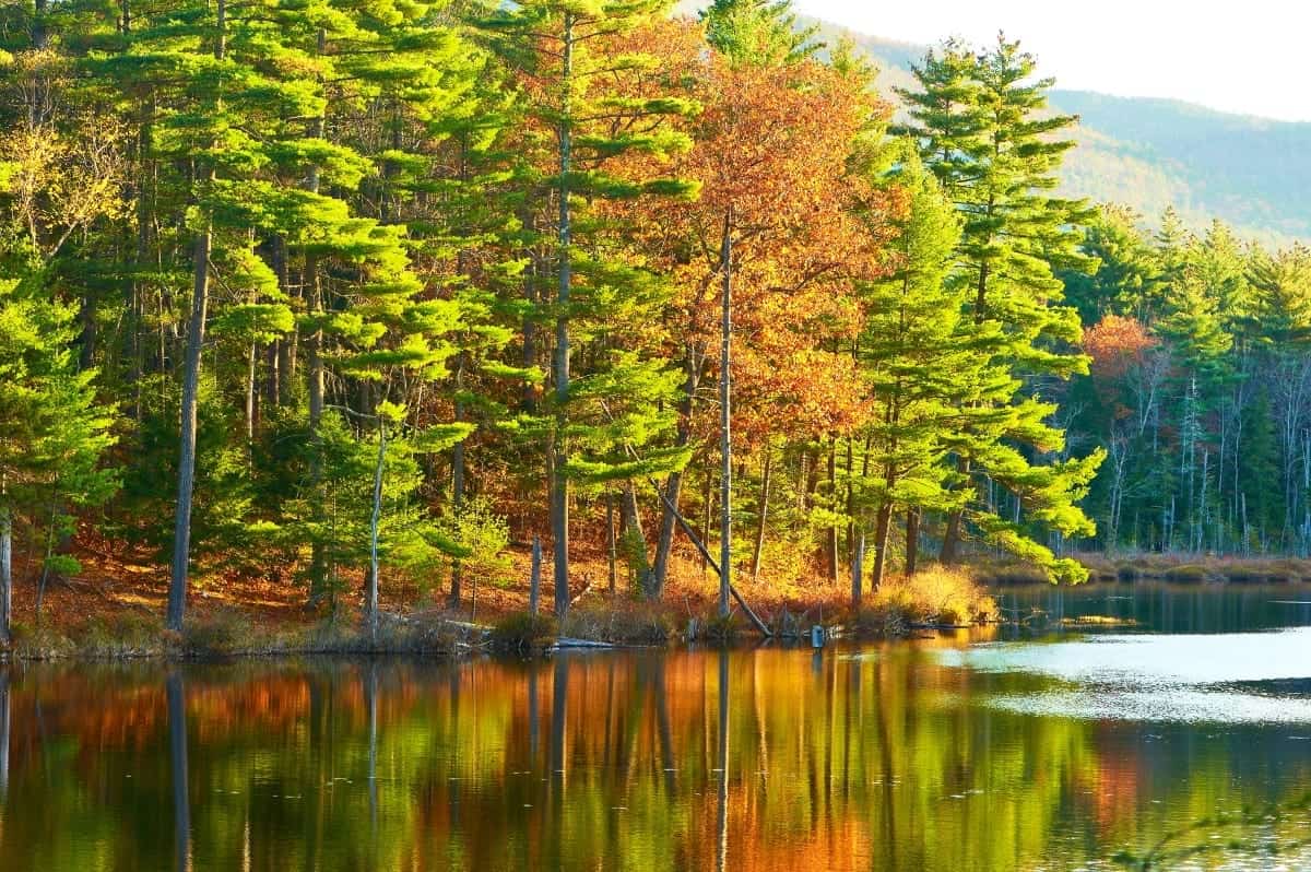 Pond in White Mountain National Forest New Hampshire USA