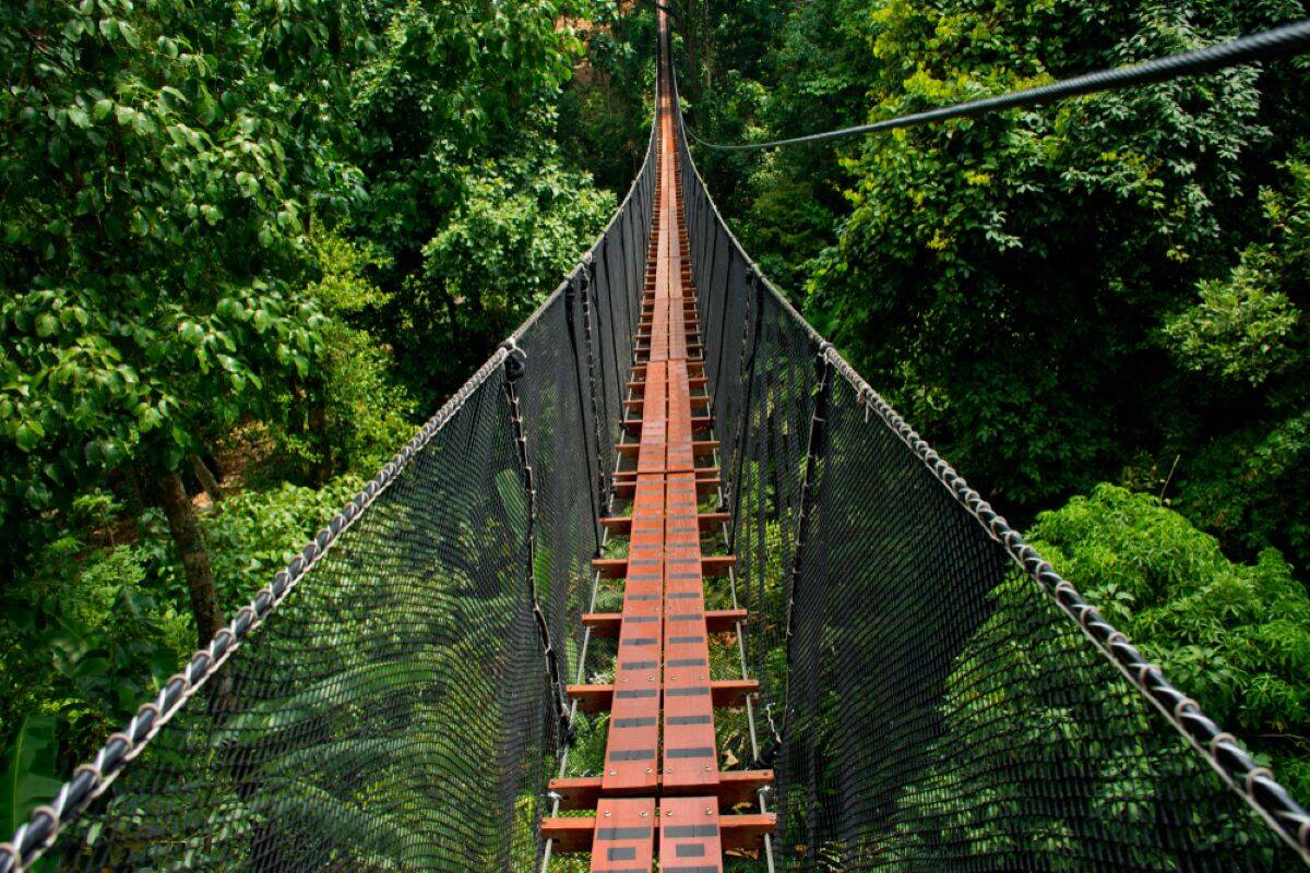 Go on a Treetop Walk Adventure