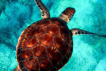 thailand travelogue travel guide diving