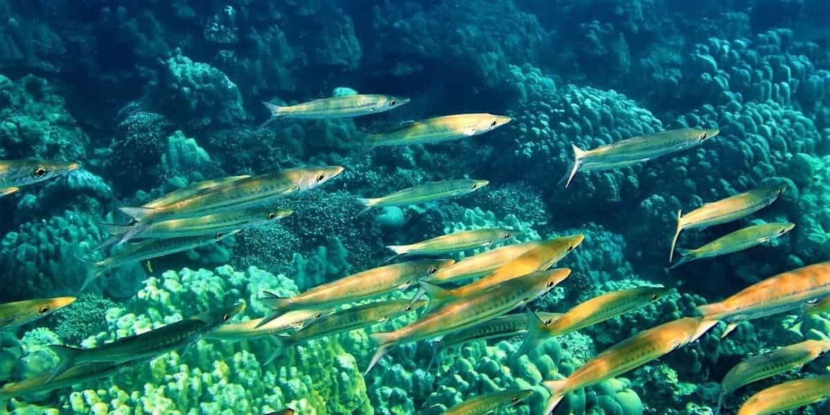 Underwater world of Surin and Similan islands Thailand