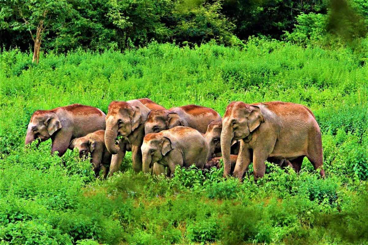 Kui Buri National Park