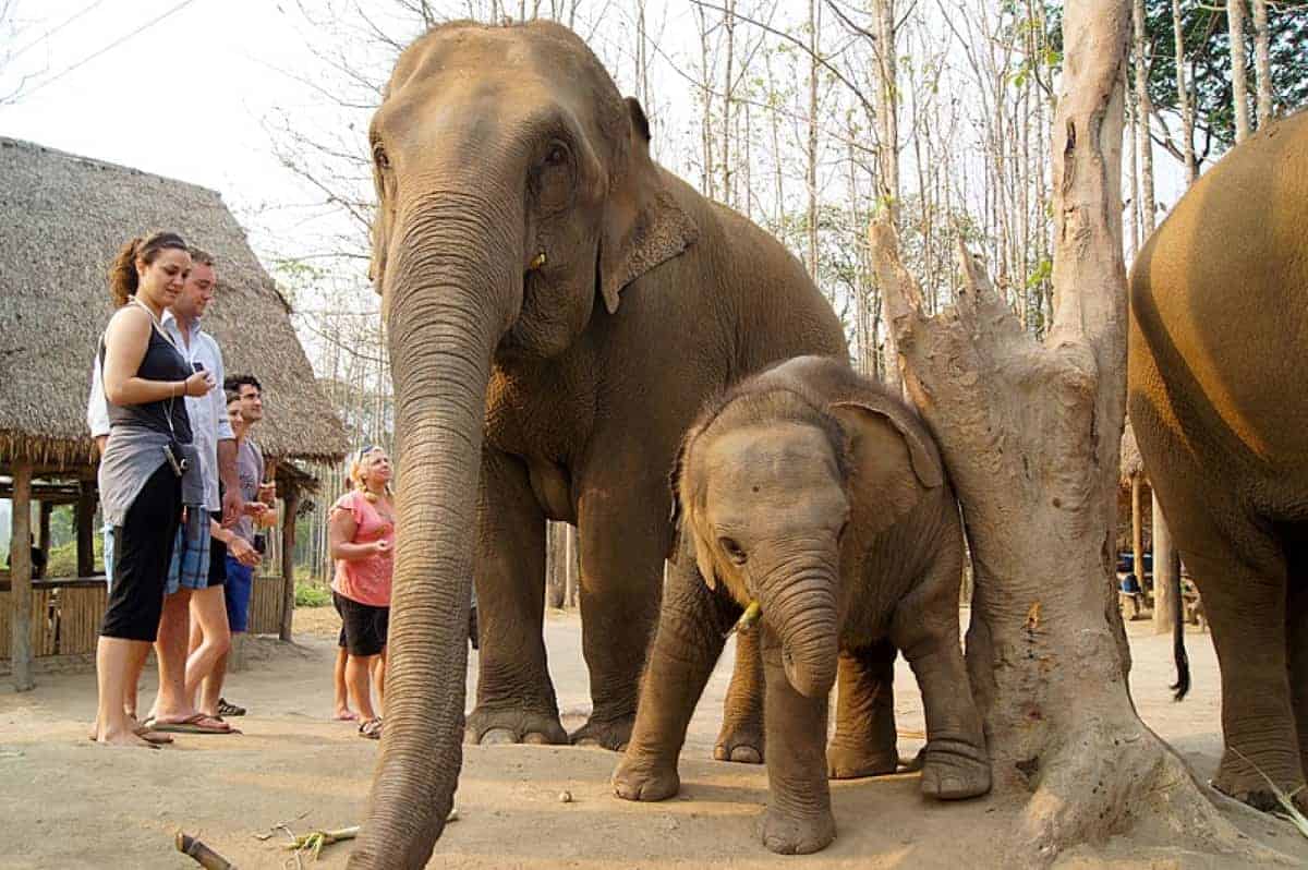  Elephant Sanctuary In Chiang Mai