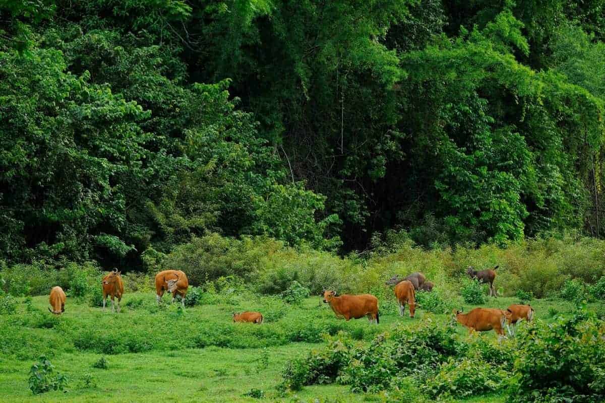 UNESCO World Heritage Sites in Thailand: Huai Kha Khaeng wildlife sanctuary