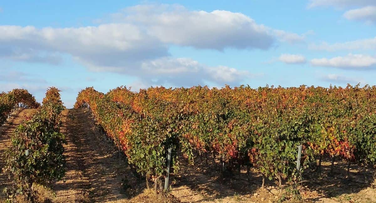 La Rioja Vineyards