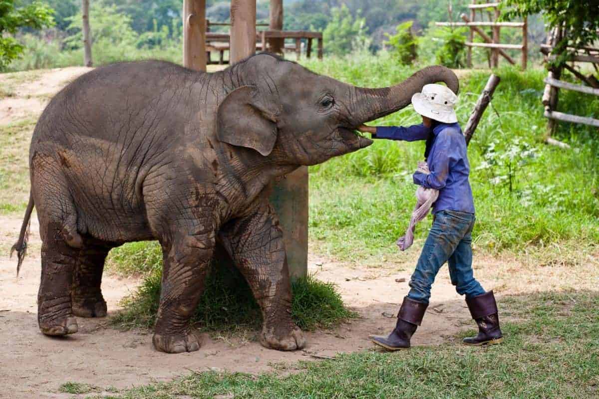 Elephant Nature Park