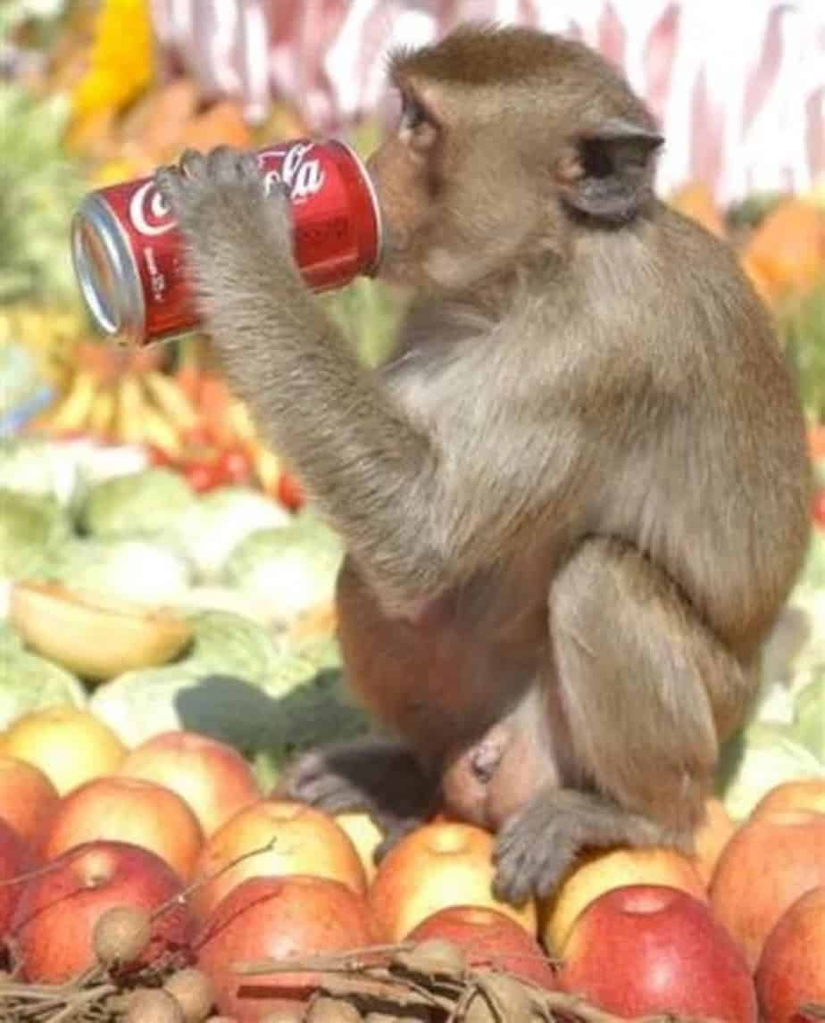 Monkey Buffet in Lopburi