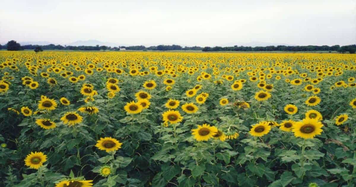 Sunflower fields Lopburi Thailand