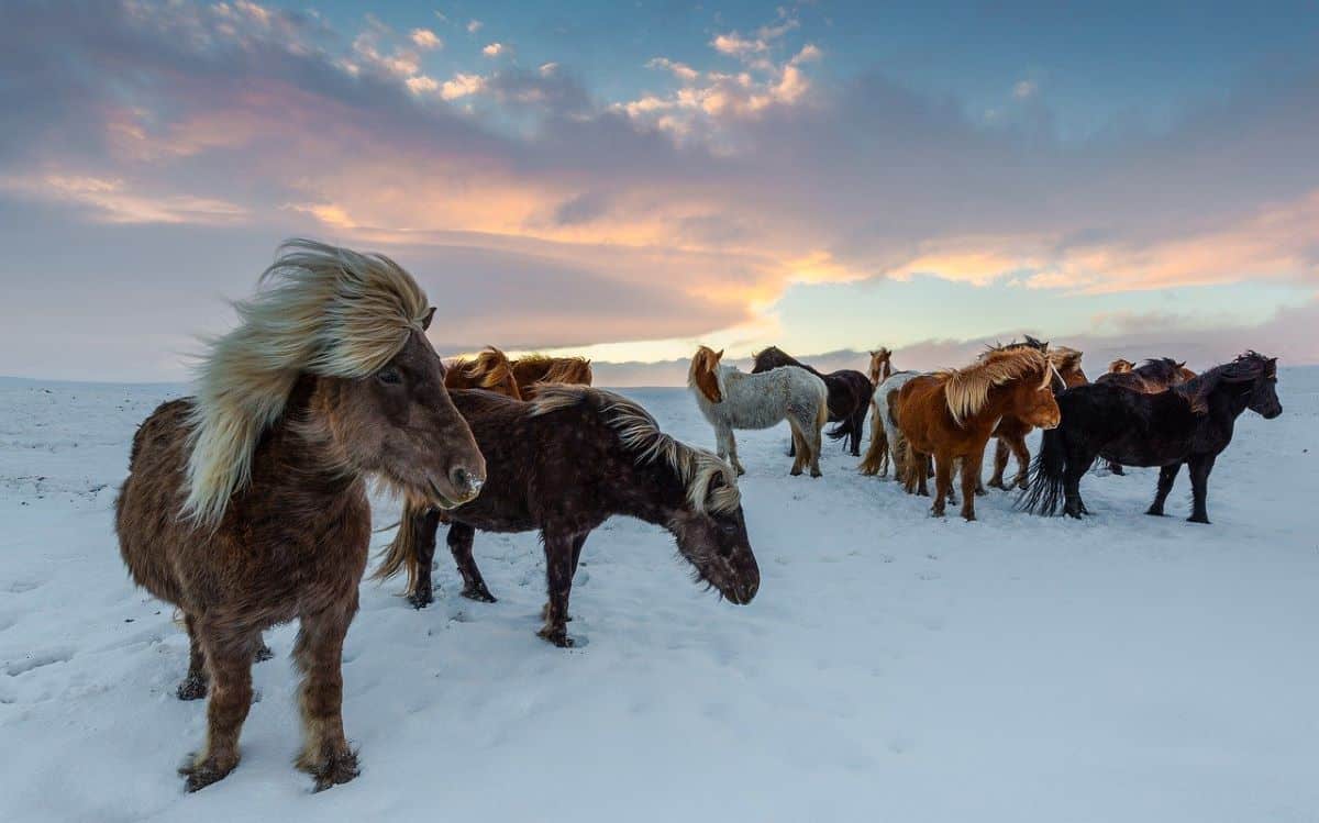 Iceland winter horses