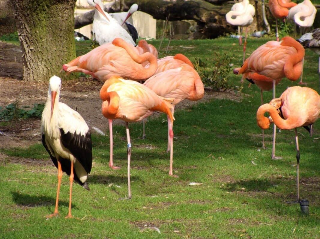 Zoo Aquarium de Madrid