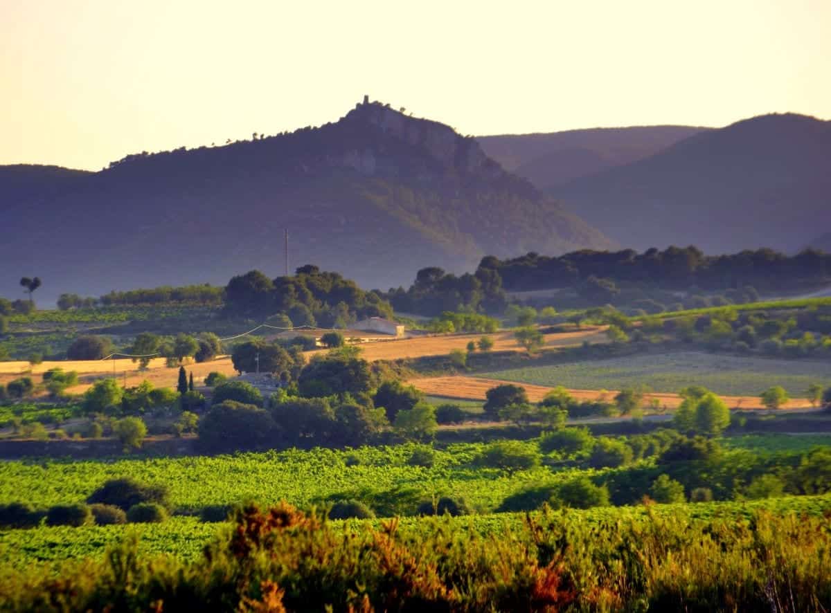 Vineyards in the Catalonia wine region of Penedes in northeast Spain F